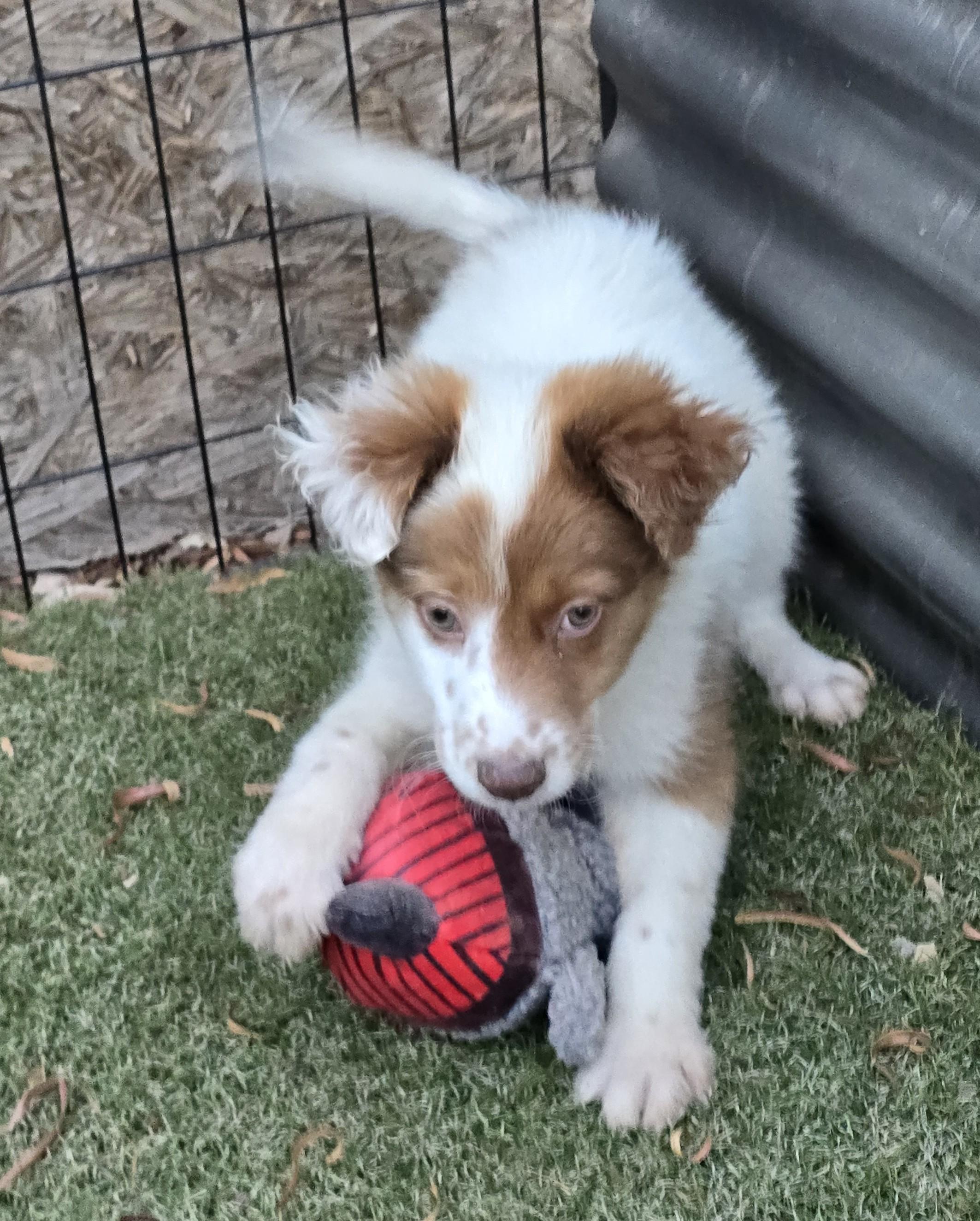 Enlarge Ginny, an adopted mixed breed in Apache Junction, AZ image 4/4