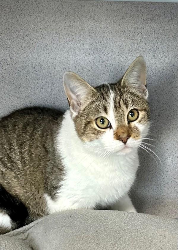 Anubis, Adoptable, Young Male Domestic Short Hair.