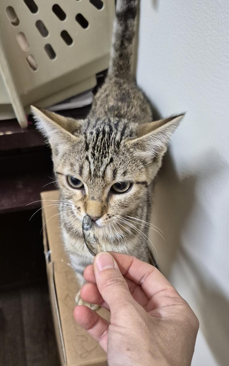 Here kitty kitty! And orange cutie!