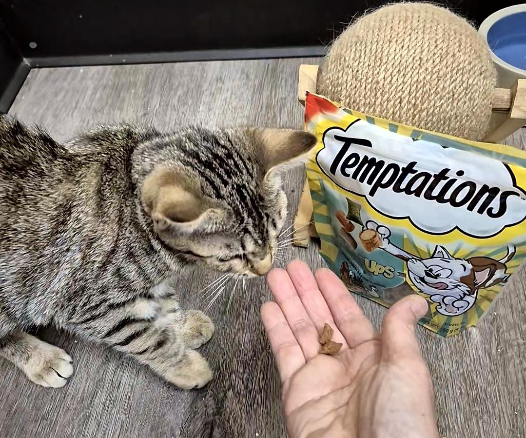 Here kitty kitty! And orange cutie!