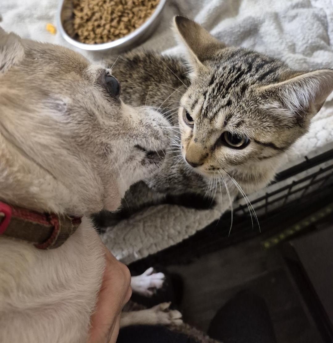Here kitty kitty! And orange cutie!