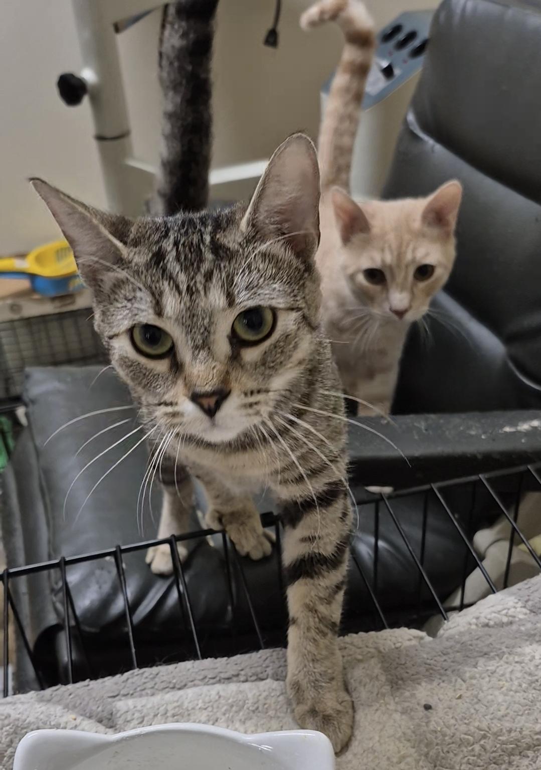 Here kitty kitty! And orange cutie!