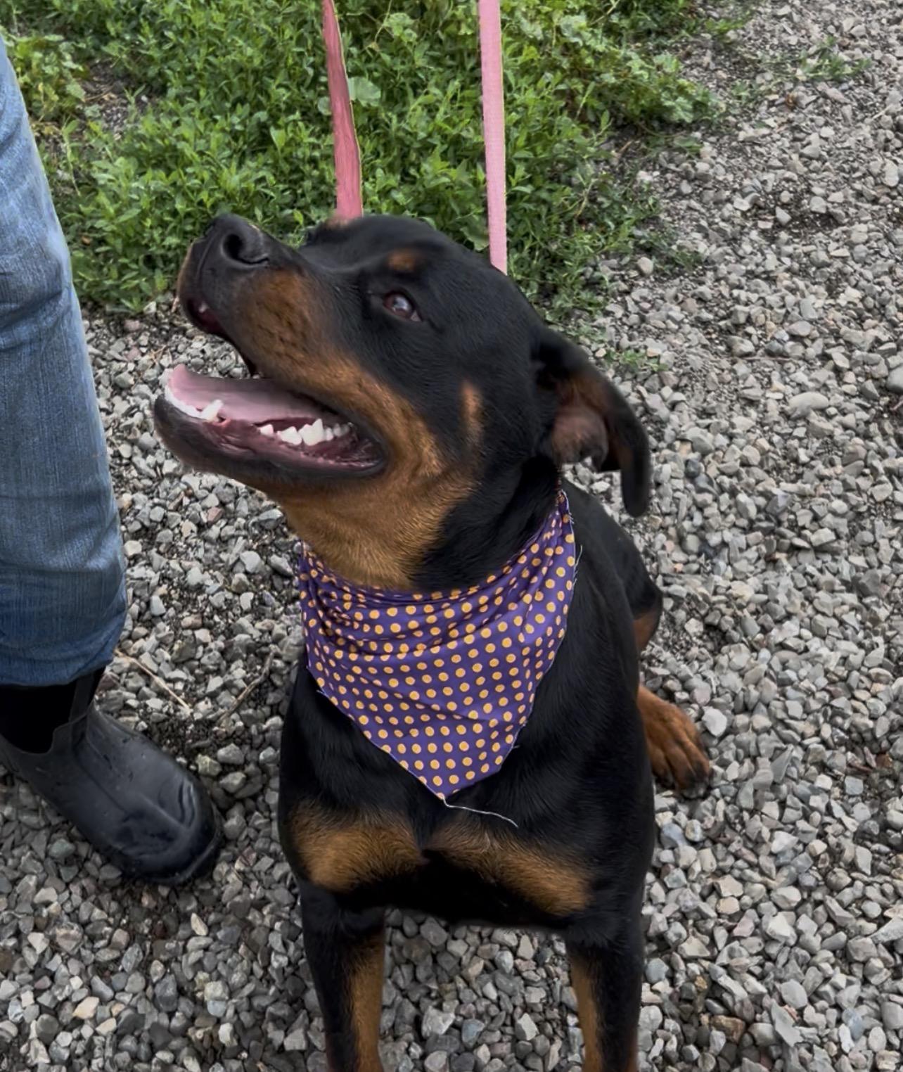 Christine, an adopted Rottweiler in Woodland, CA image 3/3