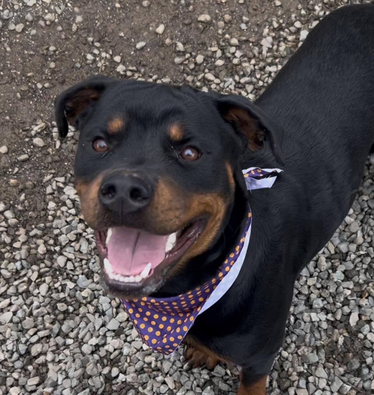 Christine, adopted, Young Female Rottweiler.