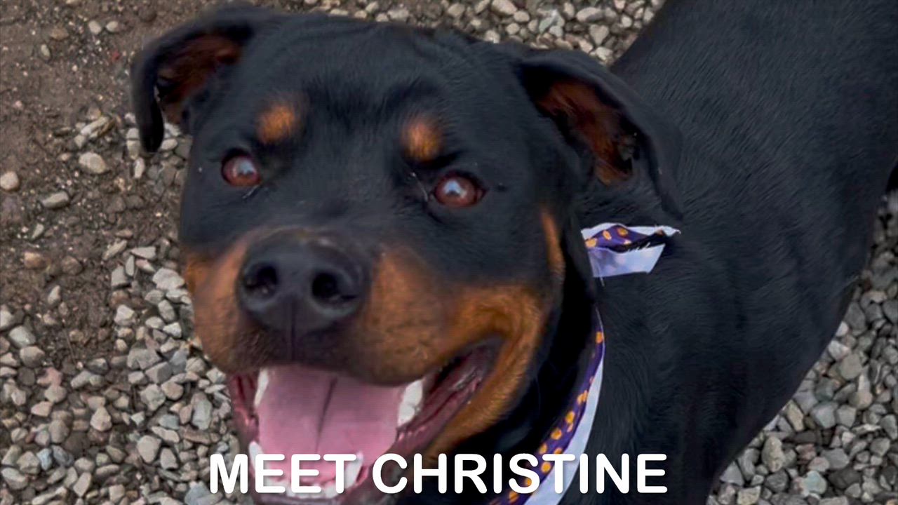Enlarge Christine, an adopted Rottweiler in Woodland, CA video 1/3