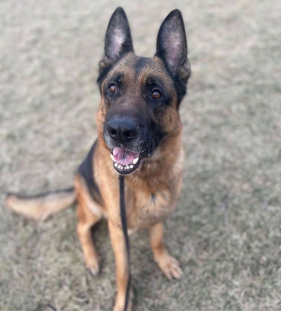 Enlarge Chevy, a Adopted German Shepherd Dog in Brantford, ON image 8/8