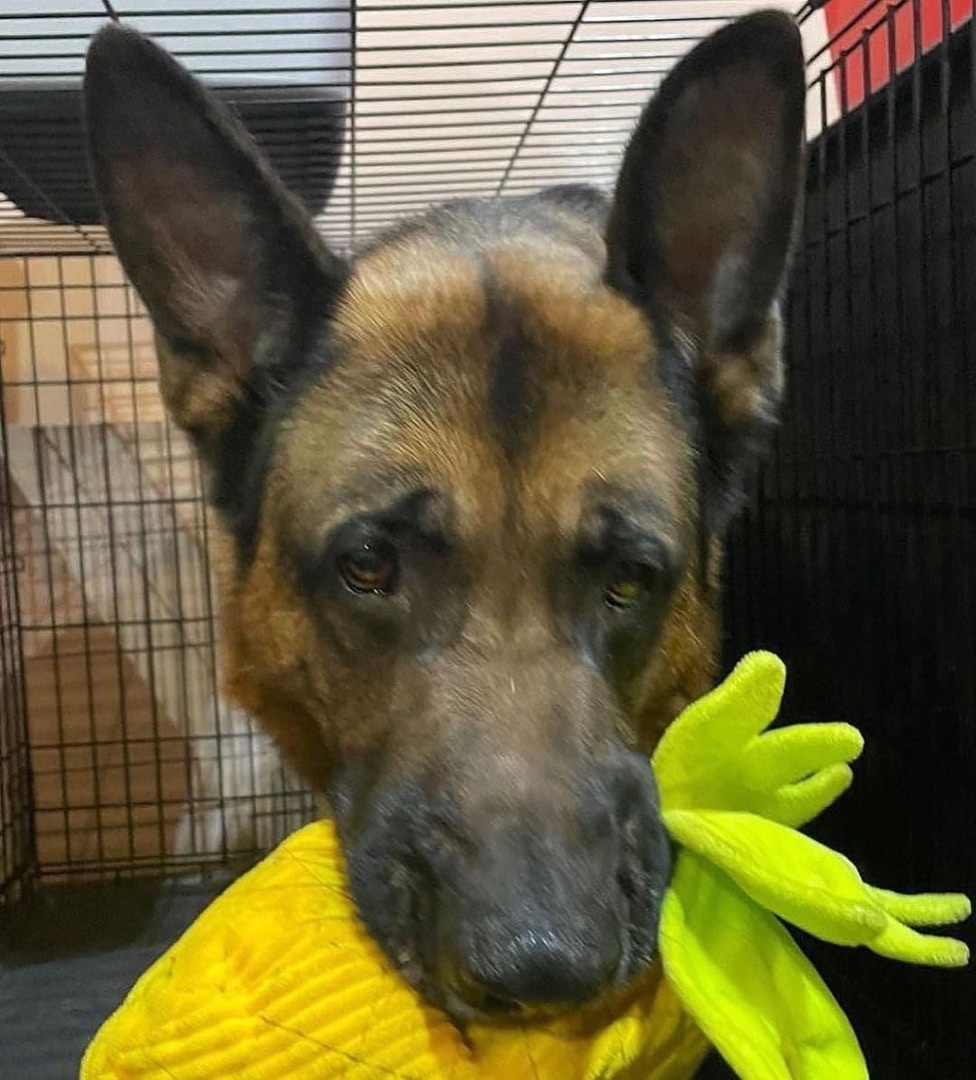 Enlarge Chevy, a Adopted German Shepherd Dog in Brantford, ON image 7/8