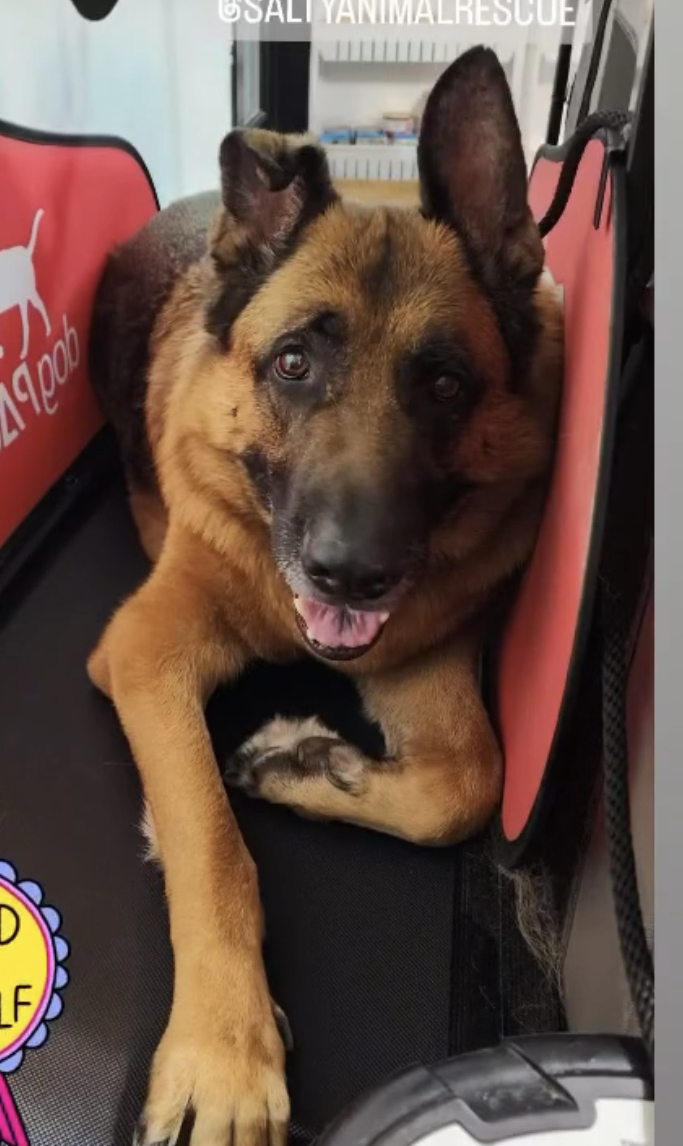 Enlarge Chevy, a Adopted German Shepherd Dog in Brantford, ON image 3/8