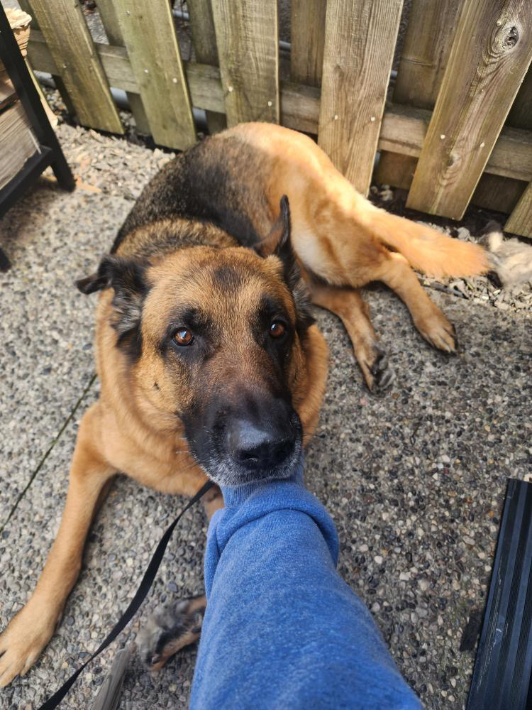 Enlarge Chevy, a Adopted German Shepherd Dog in Brantford, ON image 4/8