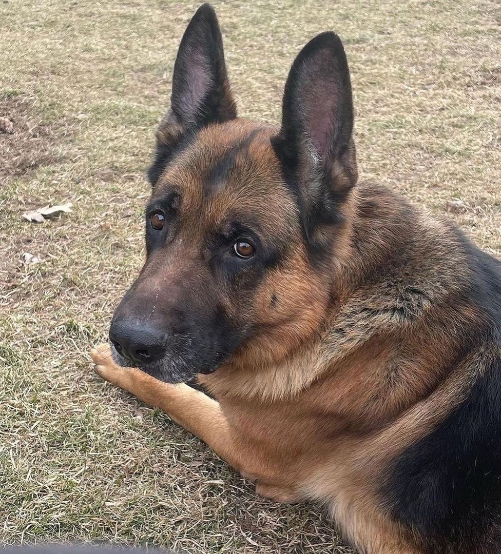 Enlarge Chevy, a Adopted German Shepherd Dog in Brantford, ON image 5/8