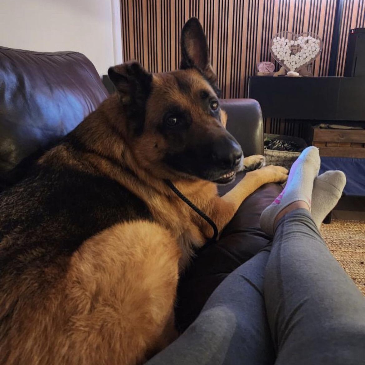 Enlarge Chevy, a Adopted German Shepherd Dog in Brantford, ON image 6/8