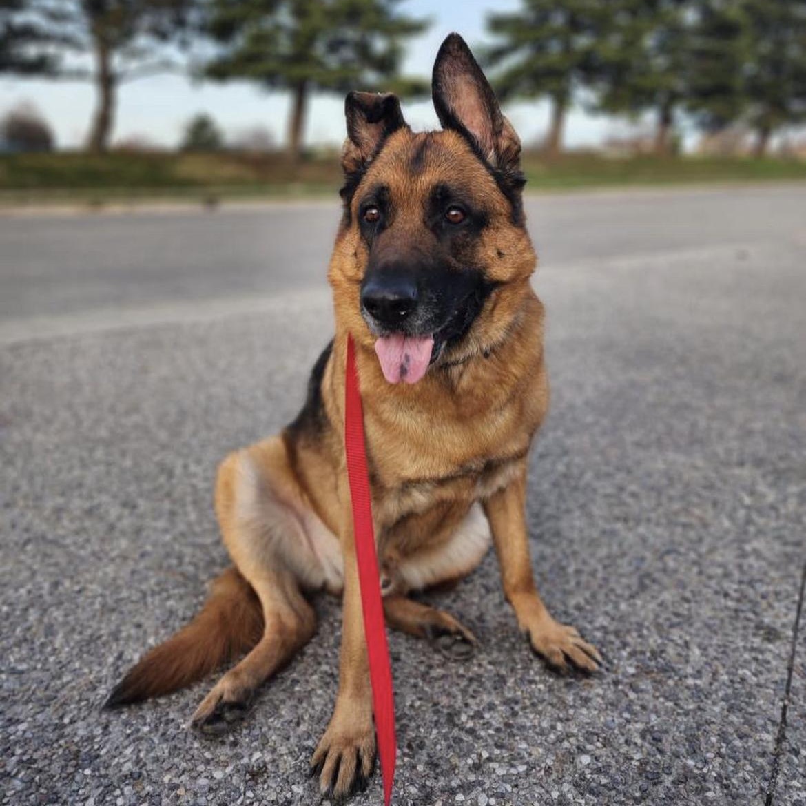 Enlarge Chevy, a Adopted German Shepherd Dog in Brantford, ON image 1/8
