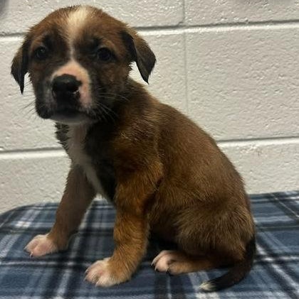 Orange Blossom, Adoptable, Adult Female Shepherd & Mixed Breed.