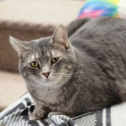 Enlarge Casey, a Adoptable Domestic Short Hair in Jackson, MO image 1/1