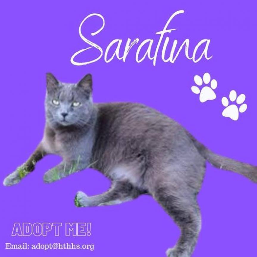 Enlarge Sarafina, a Adoptable Russian Blue in Nashville, GA image 1/1