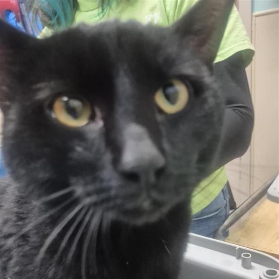 Enlarge Mr. Sun, a Adoptable Domestic Short Hair in Tacoma, WA image 1/1