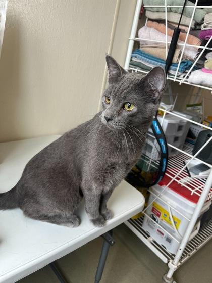 Litten, a Adoptable Domestic Short Hair in Willmar, MN image 1/2