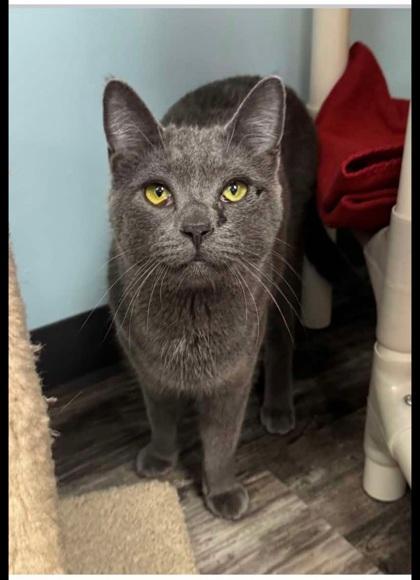 Litten, a Adoptable Domestic Short Hair in Willmar, MN image 2/2