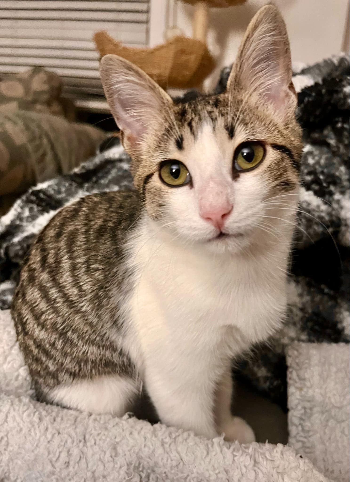 Necklace, a Adoptable Domestic Short Hair in Shreveport, LA image 3/4