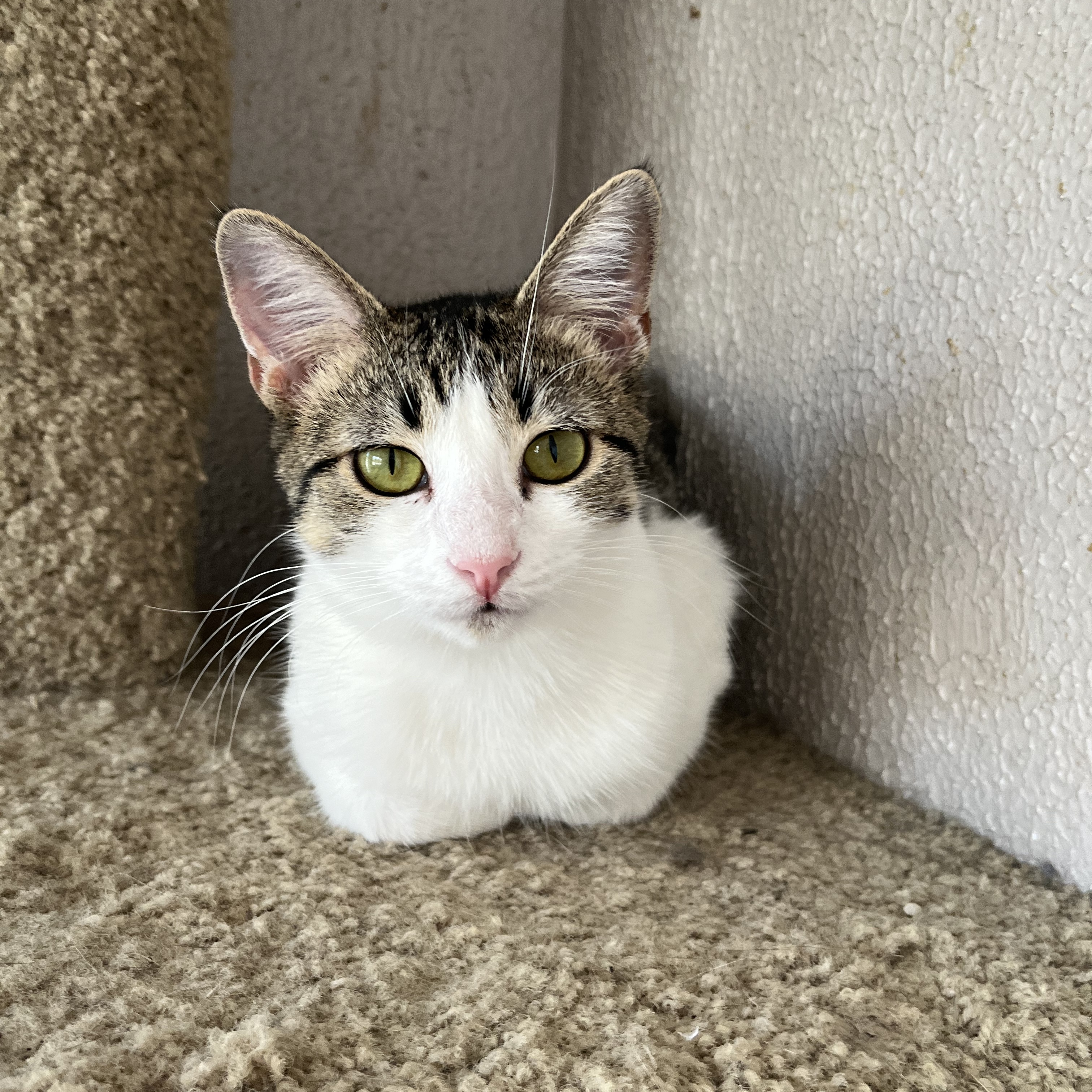 Necklace, a Adoptable Domestic Short Hair in Shreveport, LA image 1/4