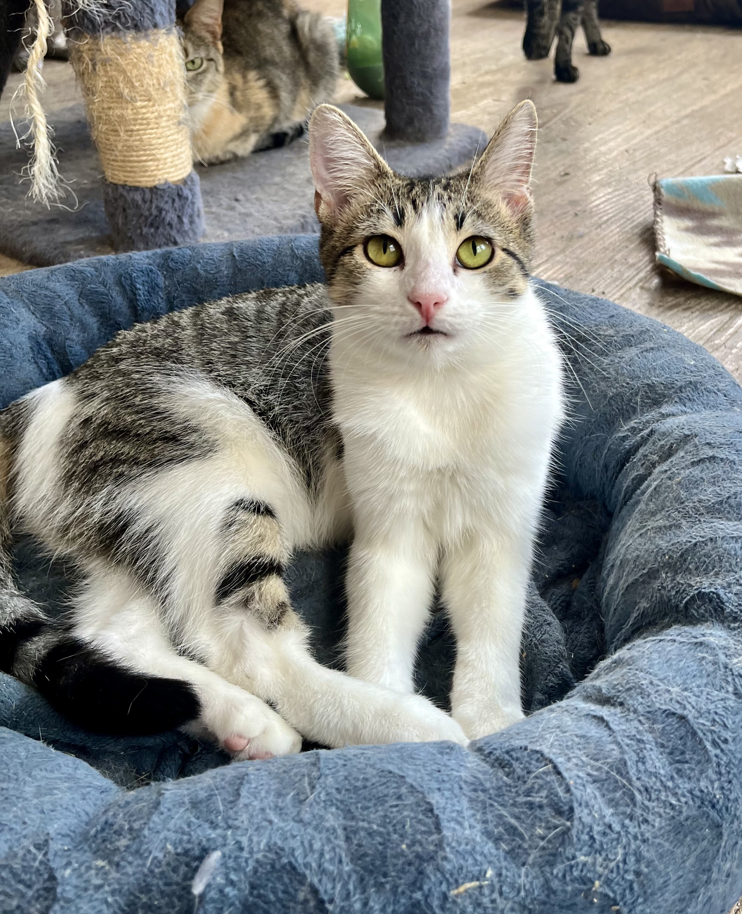 Necklace, a Adoptable Domestic Short Hair in Shreveport, LA image 2/4