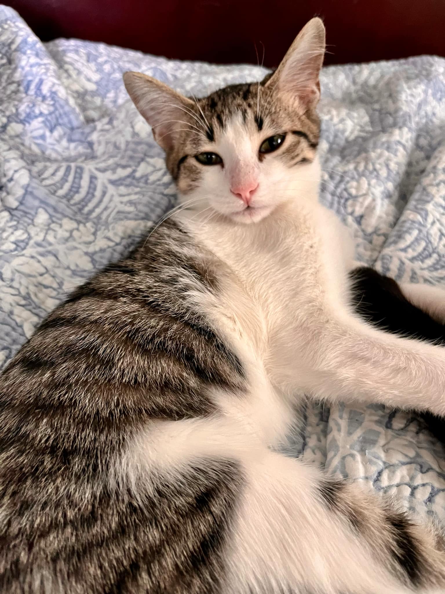 Necklace, a Adoptable Domestic Short Hair in Shreveport, LA image 4/4