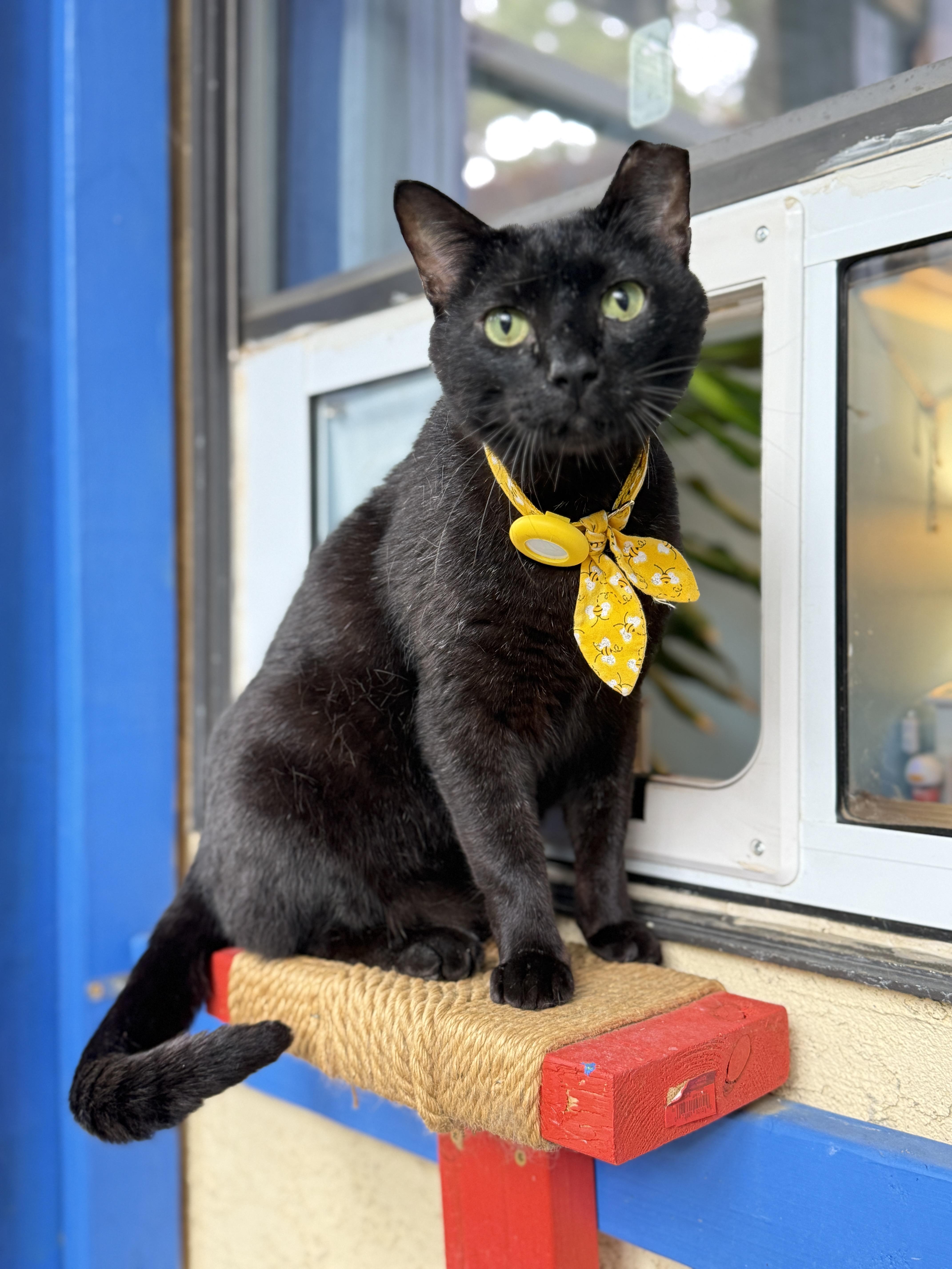 Frank, a ADOPTABLE Domestic Short Hair in Keller, TX image 5/5