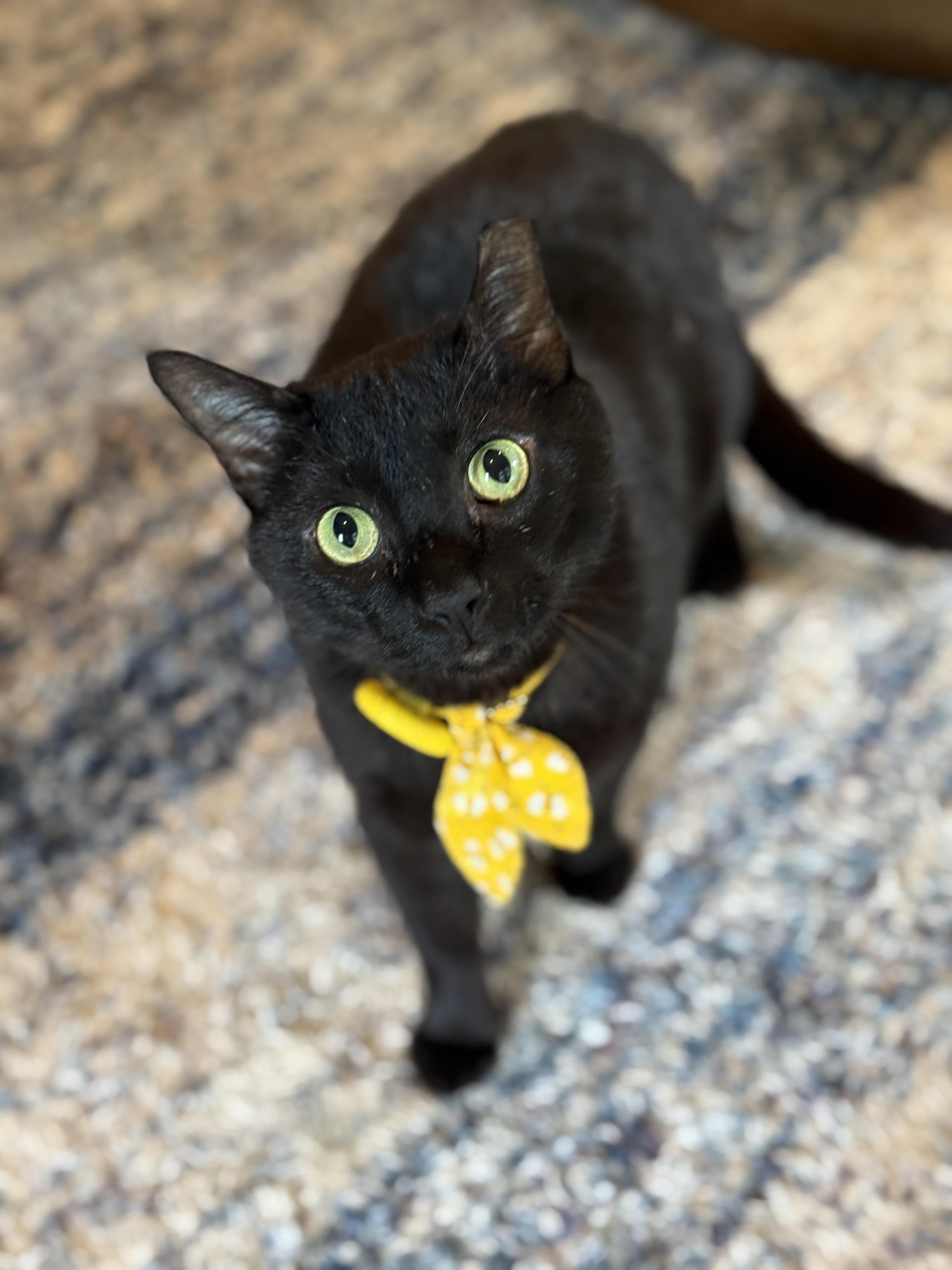 Frank, a ADOPTABLE Domestic Short Hair in Keller, TX image 1/5