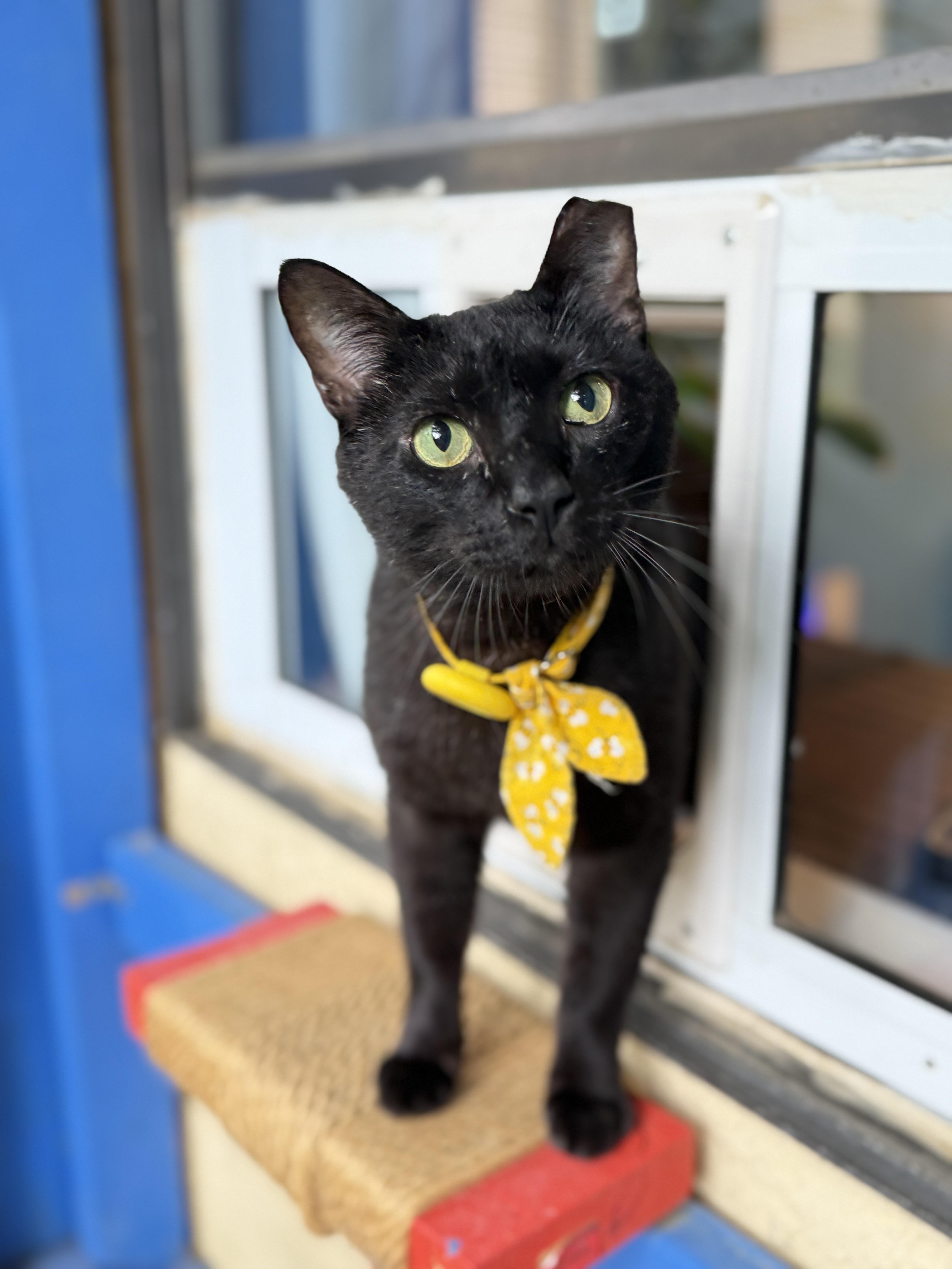 Frank, a ADOPTABLE Domestic Short Hair in Keller, TX image 2/5