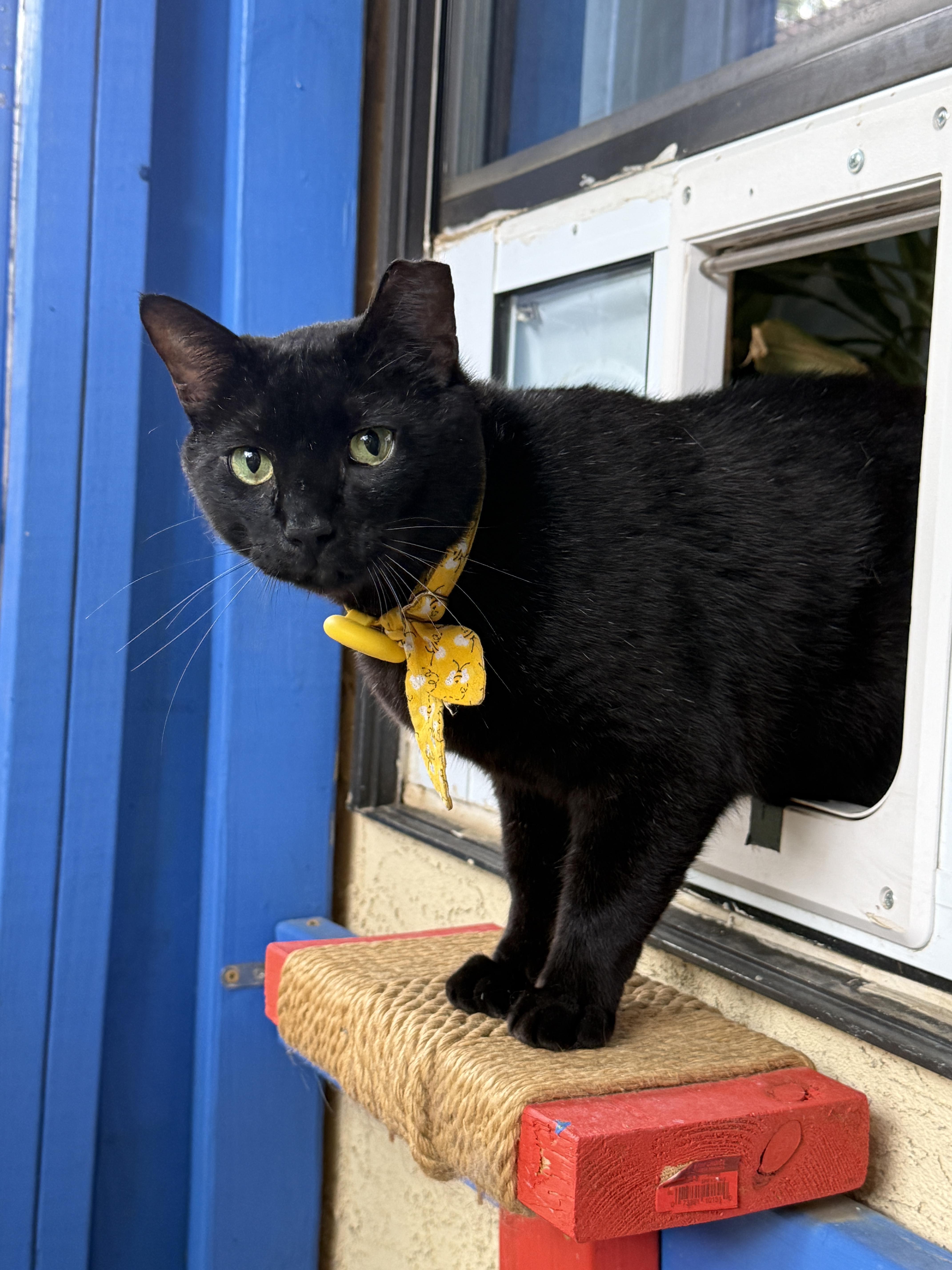 Frank, a ADOPTABLE Domestic Short Hair in Keller, TX image 4/5