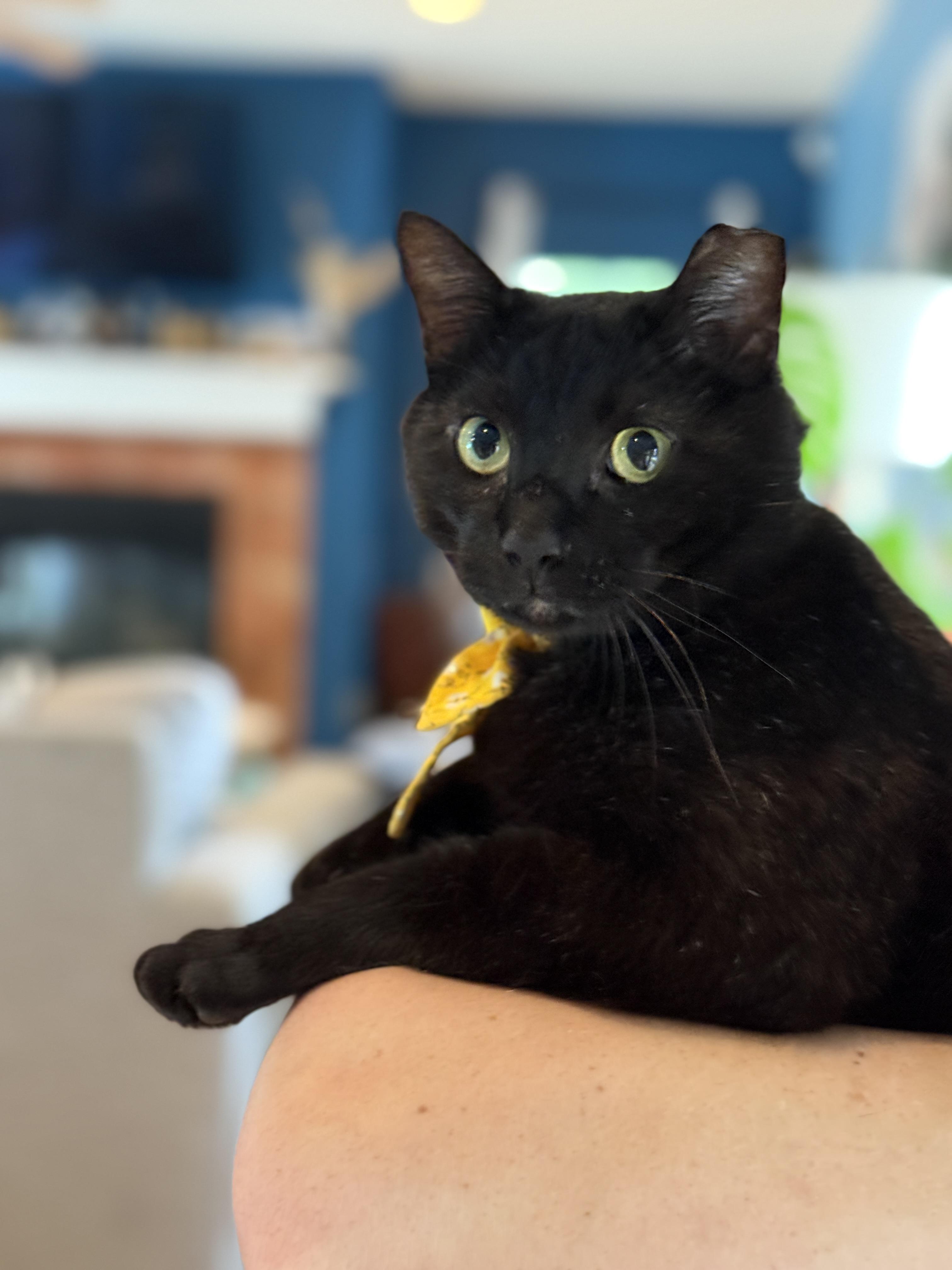 Frank, a ADOPTABLE Domestic Short Hair in Keller, TX image 3/5