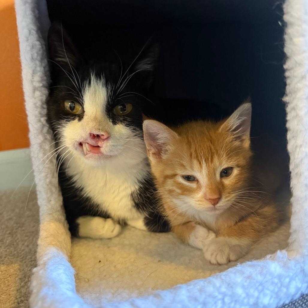 Remi (&Zara), Adoptable, Kitten Male Domestic Short Hair.