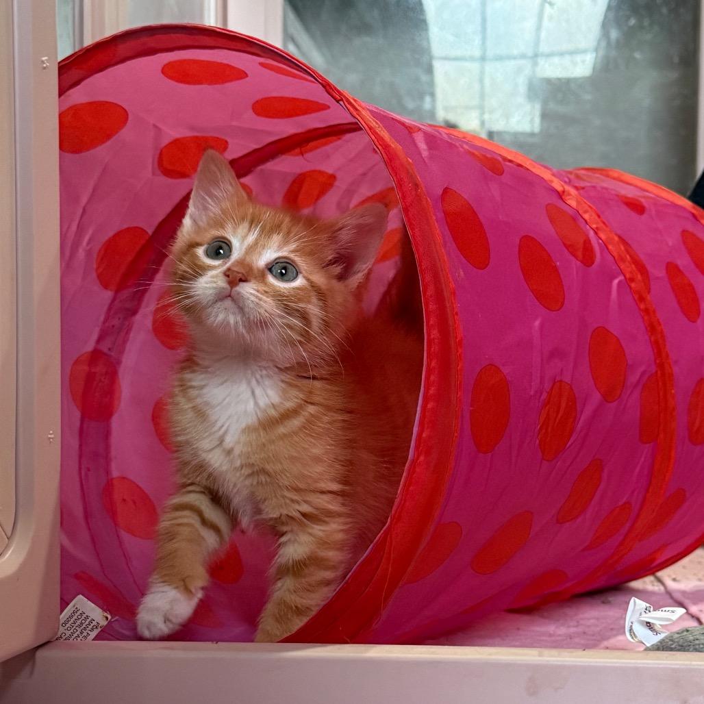 Enlarge Remi (&Zara), a Adoptable Domestic Short Hair in Kansas City, MO image 3/6