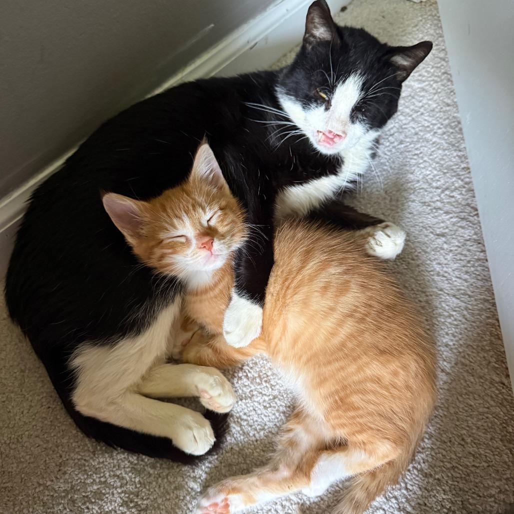 Enlarge Remi (&Zara), a Adoptable Domestic Short Hair in Kansas City, MO image 4/6