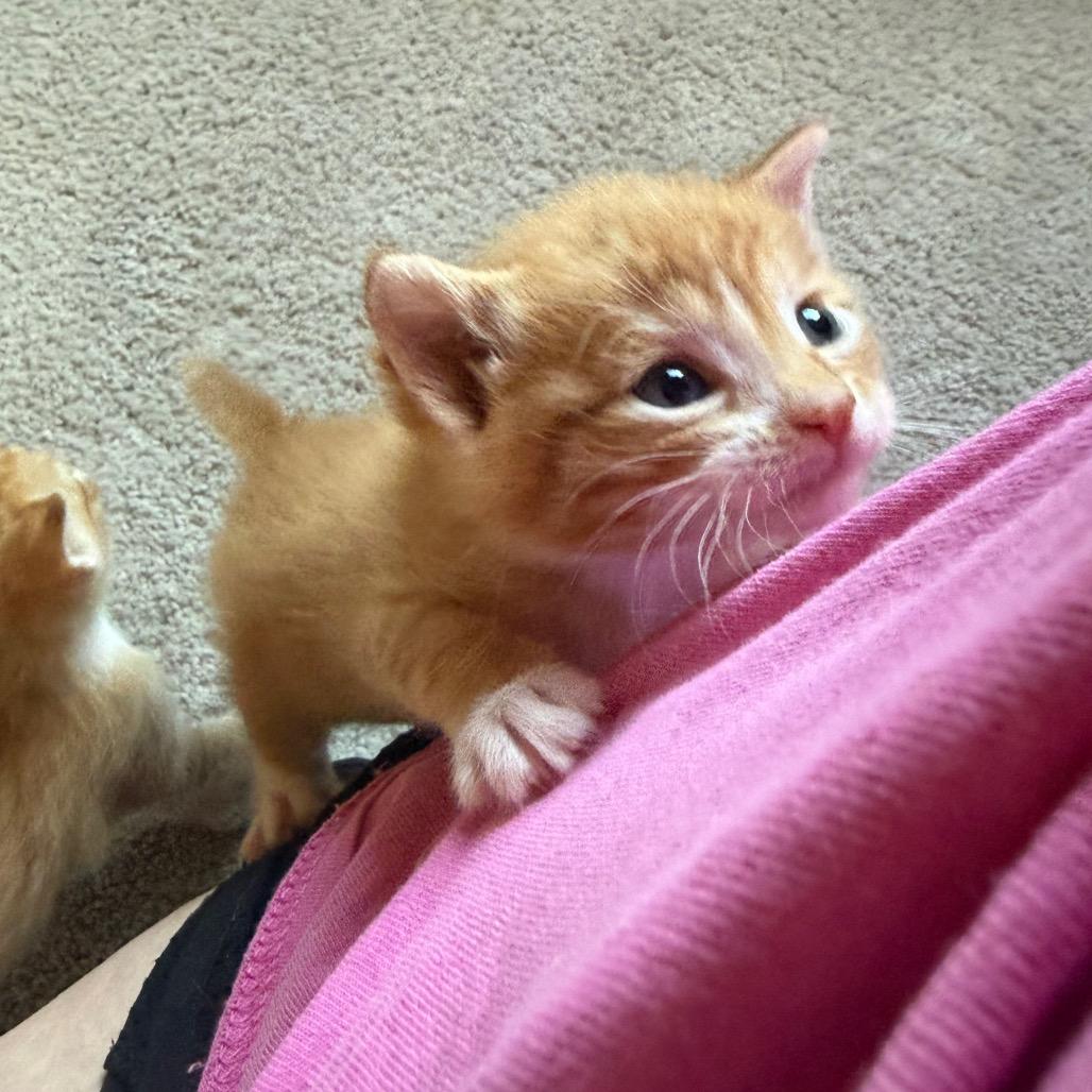 Enlarge Remi (&Zara), a Adoptable Domestic Short Hair in Kansas City, MO image 5/6