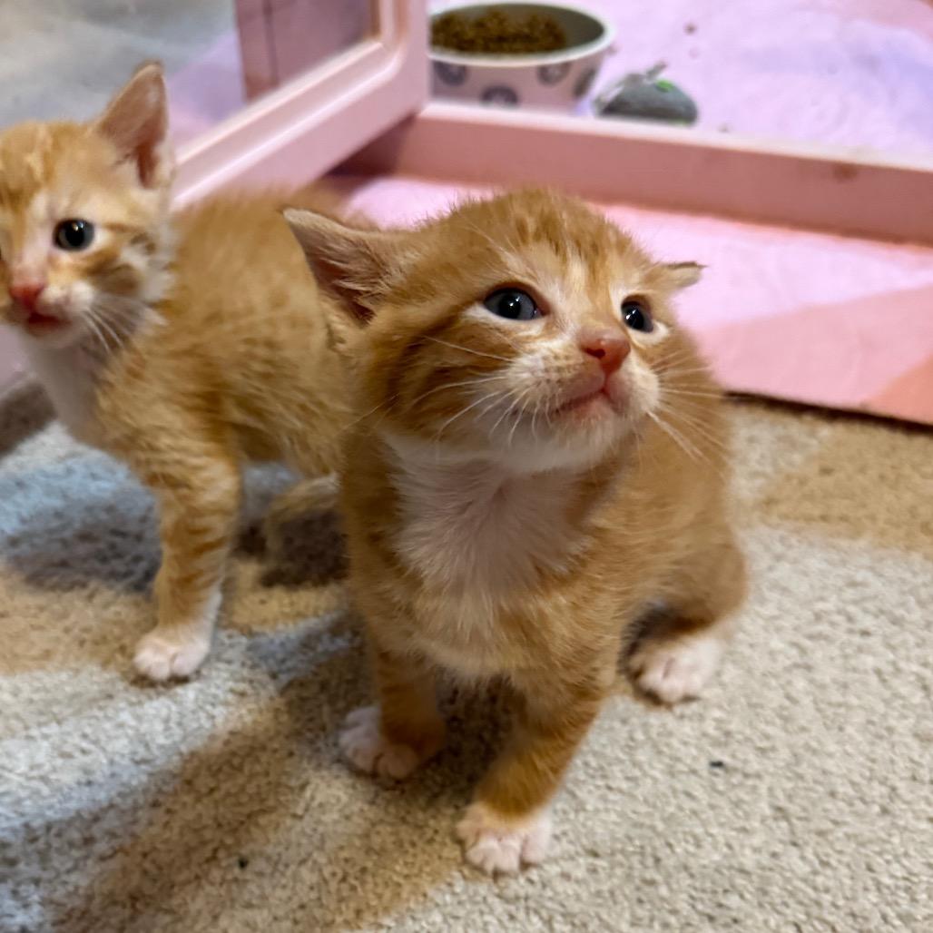 Enlarge Remi (&Zara), a Adoptable Domestic Short Hair in Kansas City, MO image 6/6