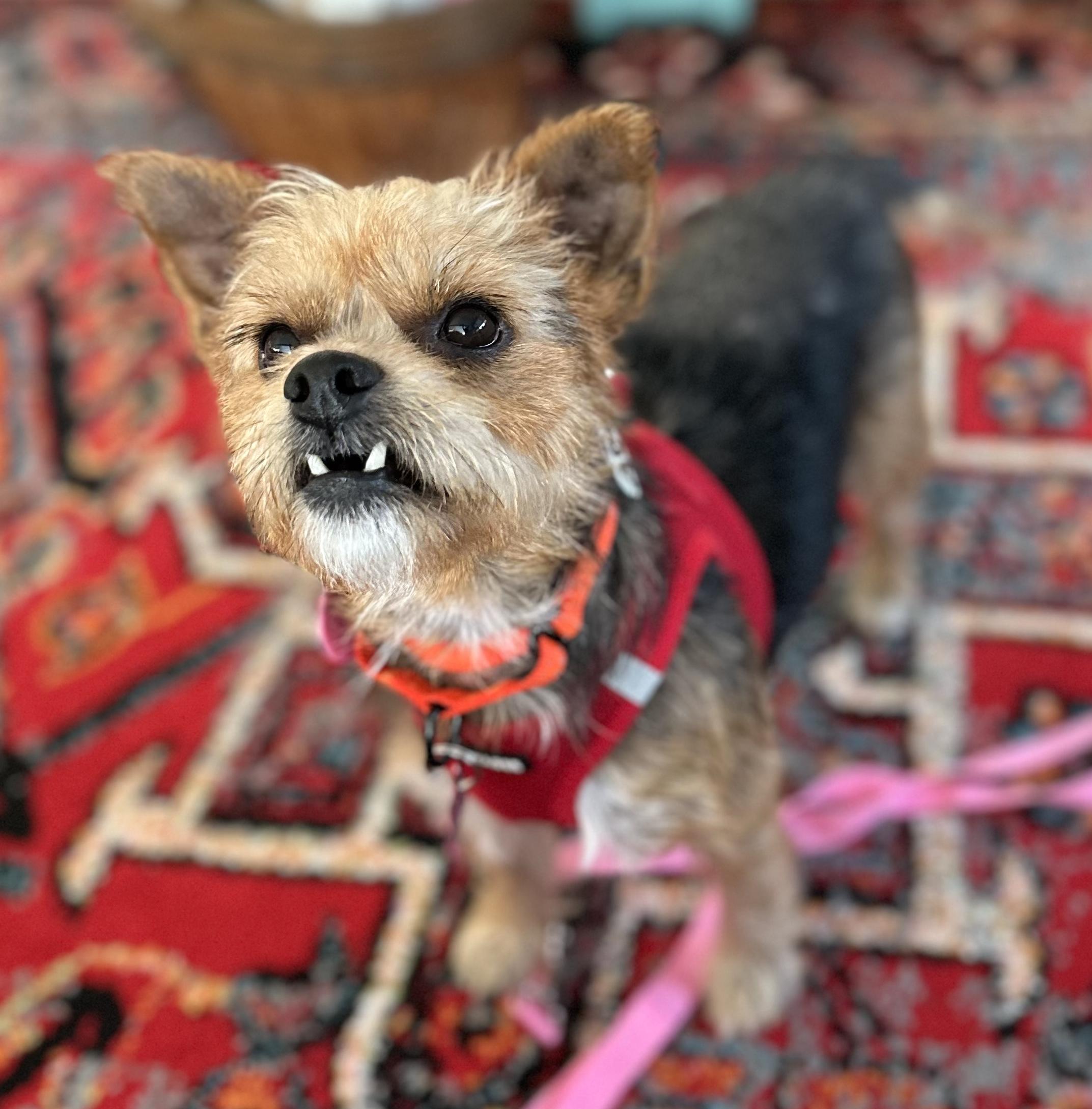 Enlarge Miner, a Adoptable Yorkshire Terrier in Brooklyn, NY image 4/6
