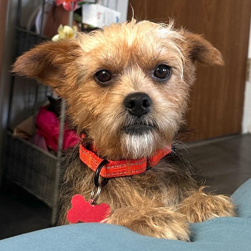 Enlarge Miner, a Adoptable Yorkshire Terrier in Brooklyn, NY image 1/6