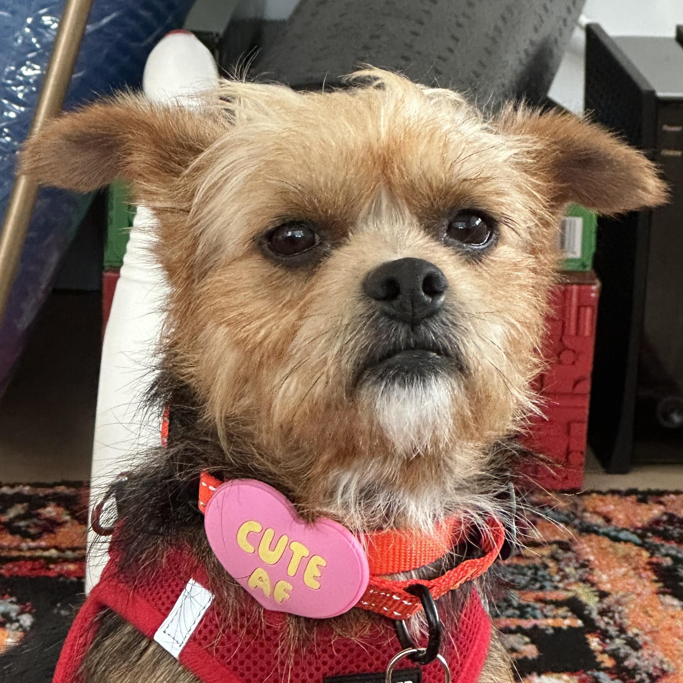Enlarge Miner, a Adoptable Yorkshire Terrier in Brooklyn, NY image 5/6