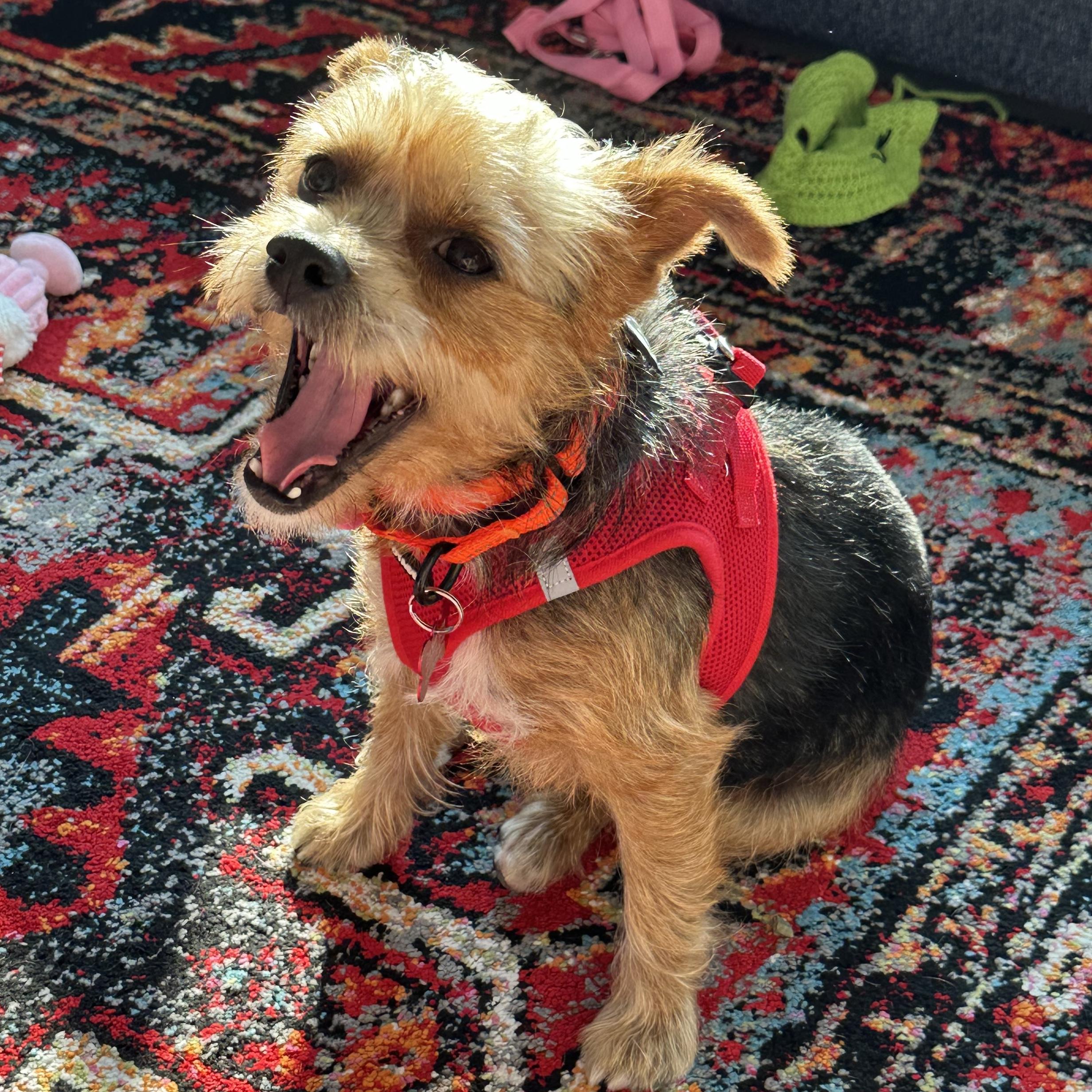 Miner, Adoptable, Senior Male Yorkshire Terrier.