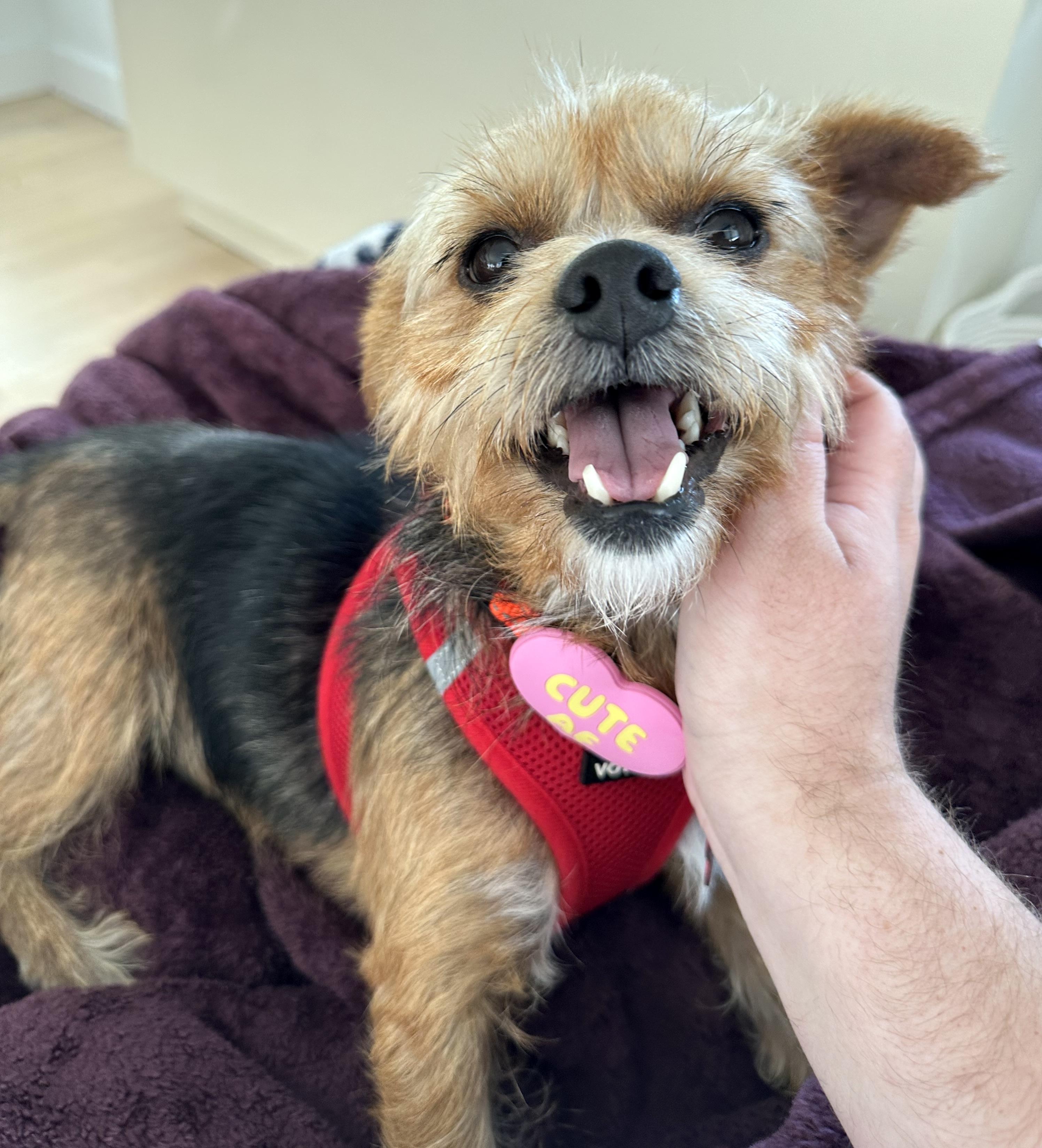 Enlarge Miner, a Adoptable Yorkshire Terrier in Brooklyn, NY image 6/6