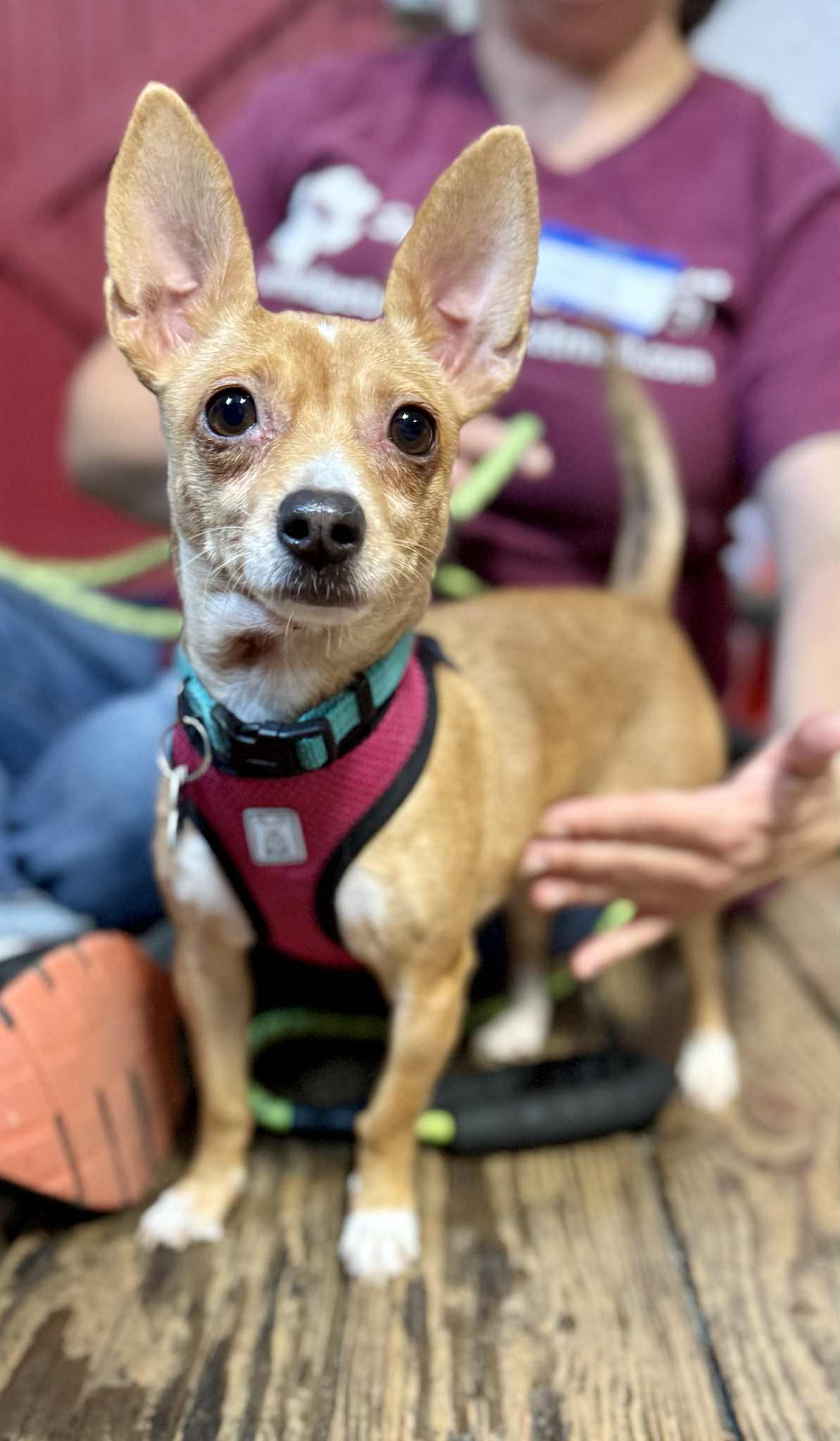 Frisco, a Adoptable Chihuahua in Covington, WA image 1/4