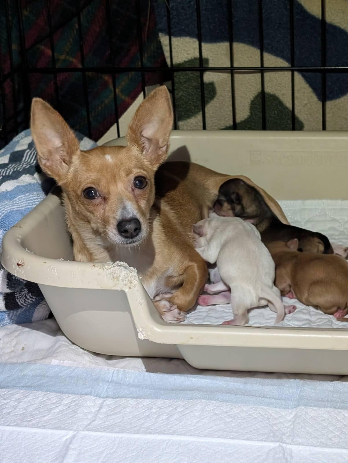 Frisco, a Adoptable Chihuahua in Covington, WA image 3/4