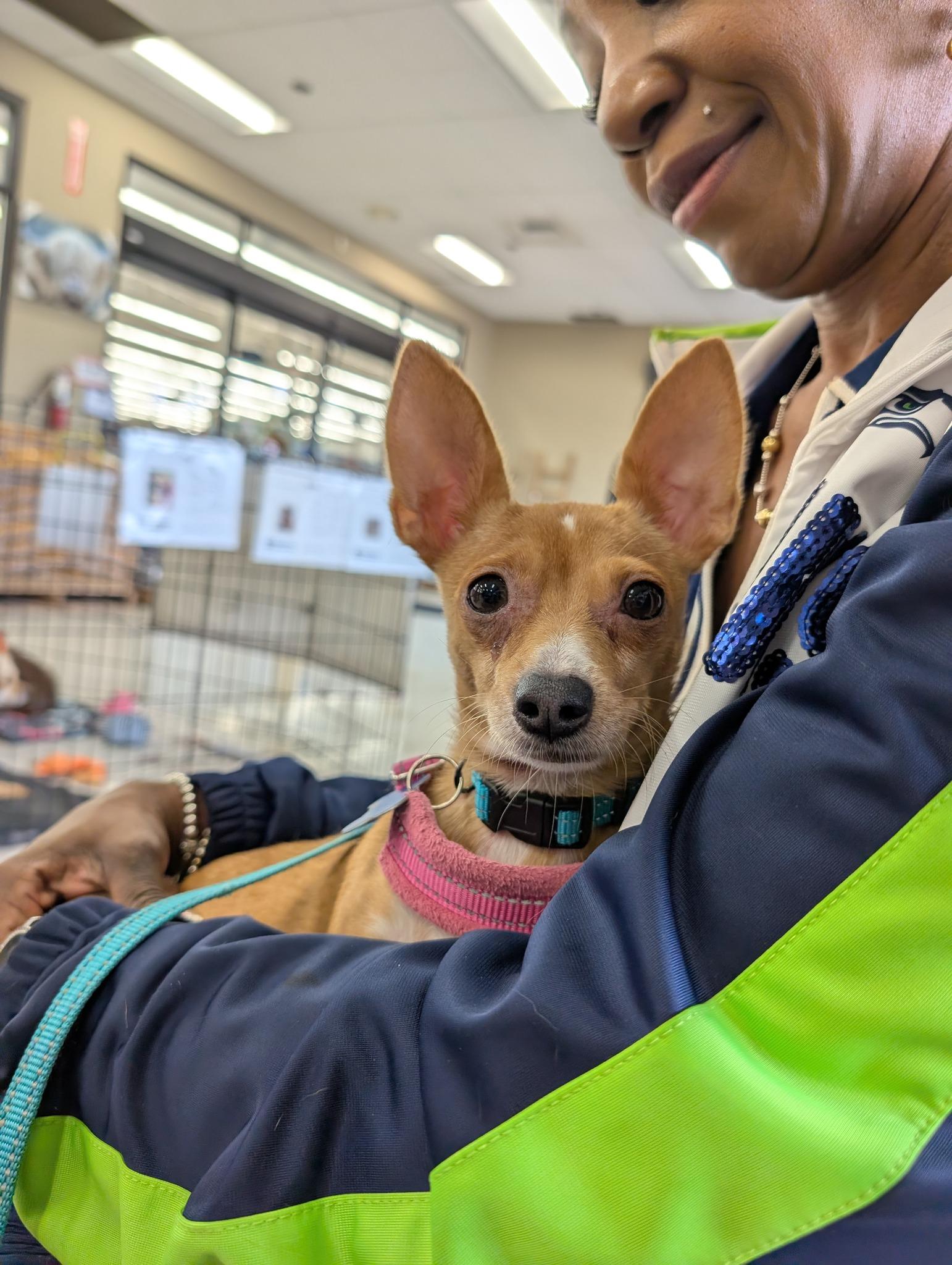 Frisco, a Adoptable Chihuahua in Covington, WA image 4/4