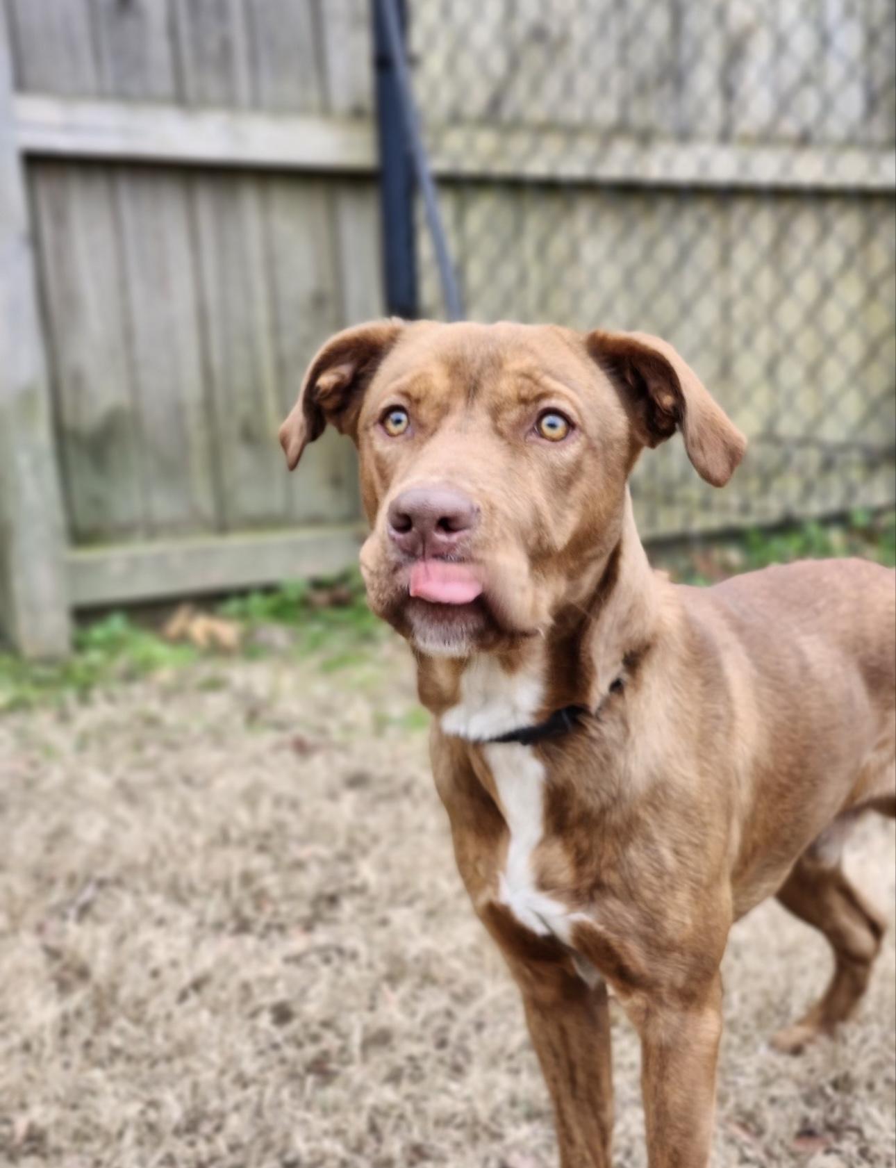 Rusty , ADOPTABLE, Adult Male Irish Terrier & Labrador Retriever.