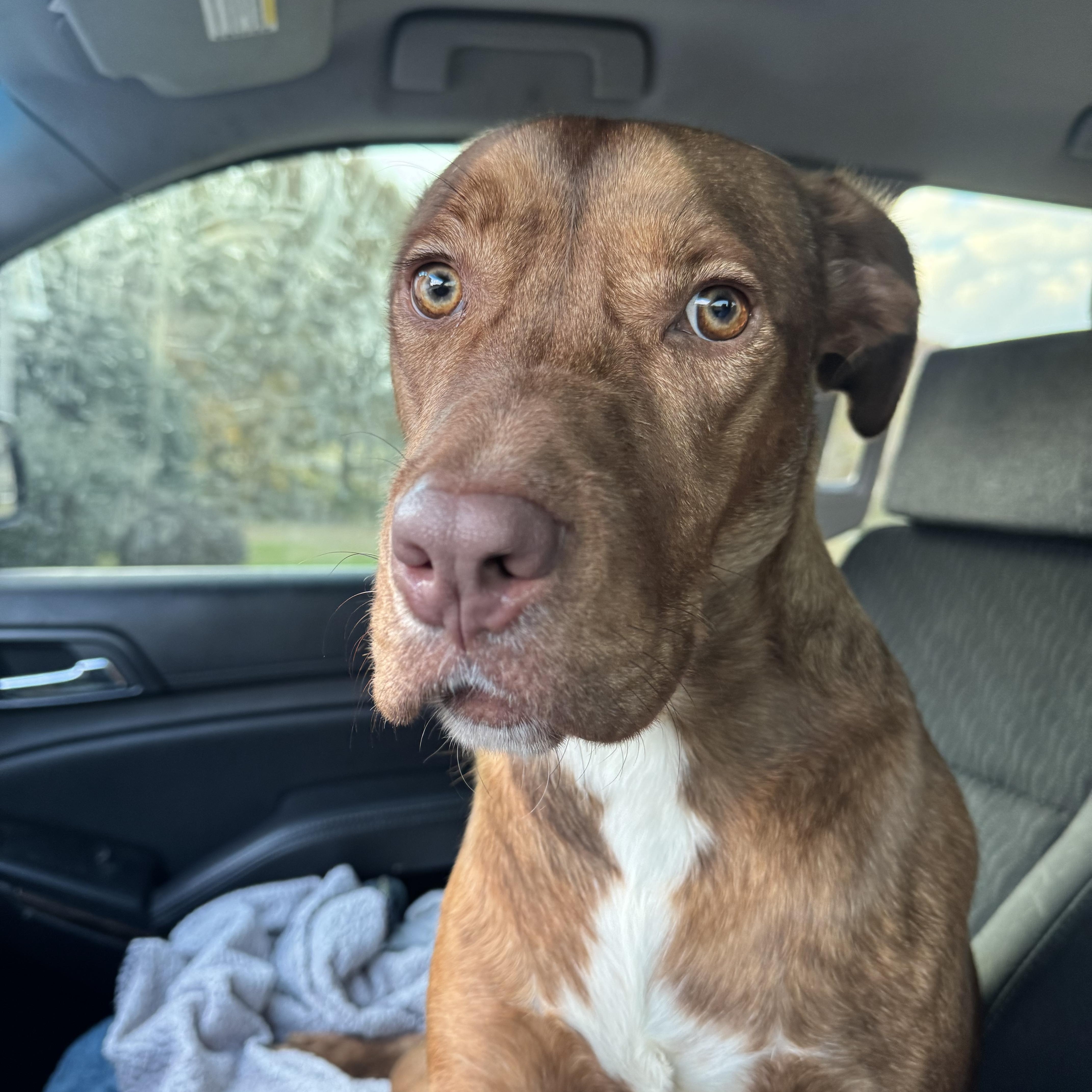 Enlarge Rusty , a ADOPTABLE mixed breed in Huntersville , NC image 5/6