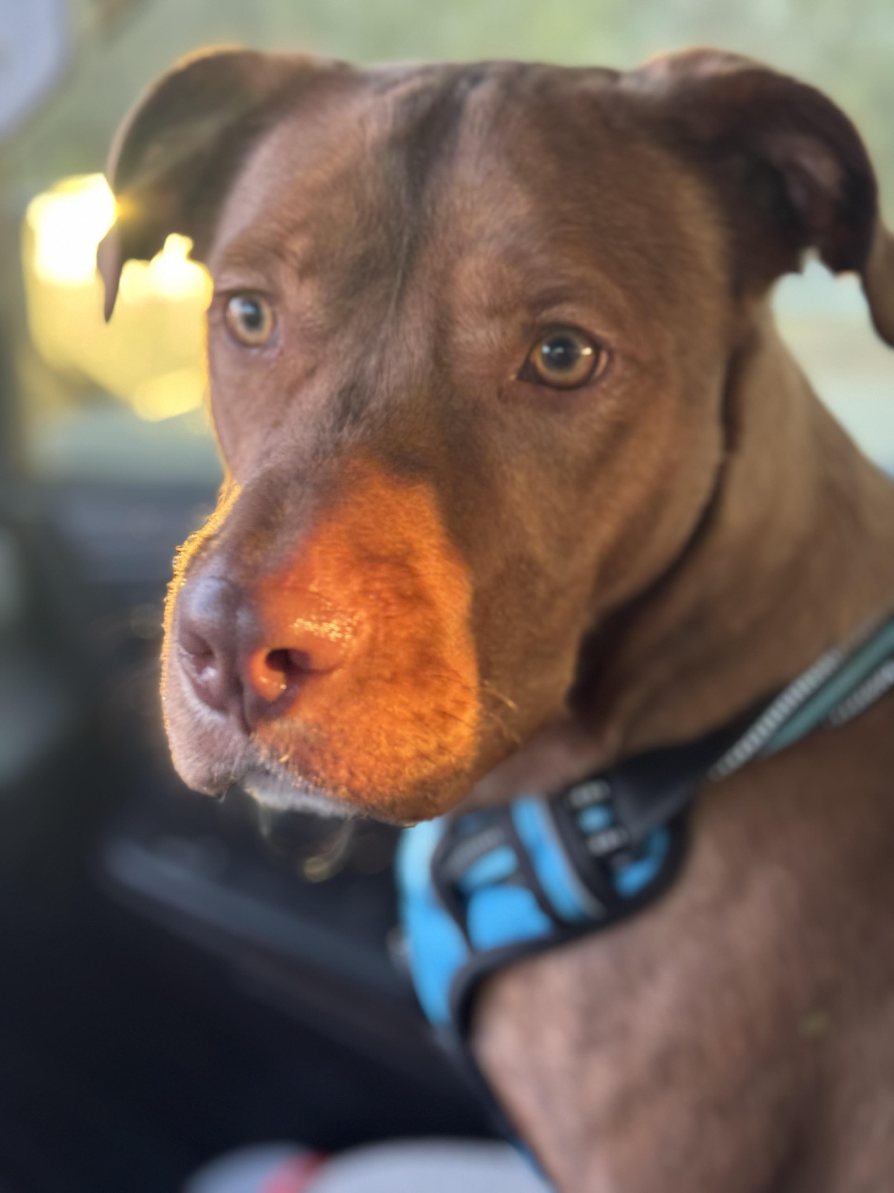 Enlarge Rusty , a ADOPTABLE mixed breed in Huntersville , NC image 2/6