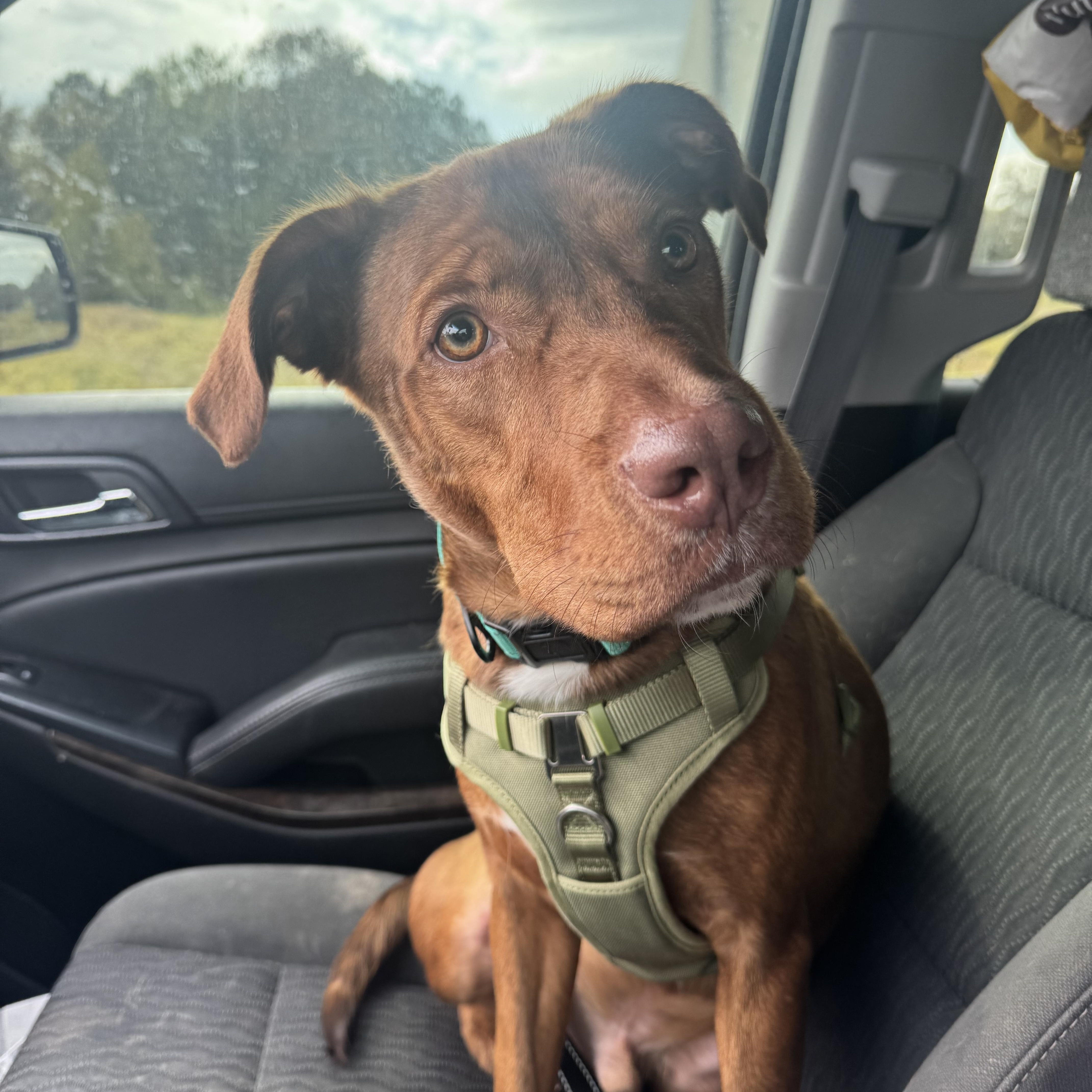 Enlarge Rusty , a ADOPTABLE mixed breed in Huntersville , NC image 3/6