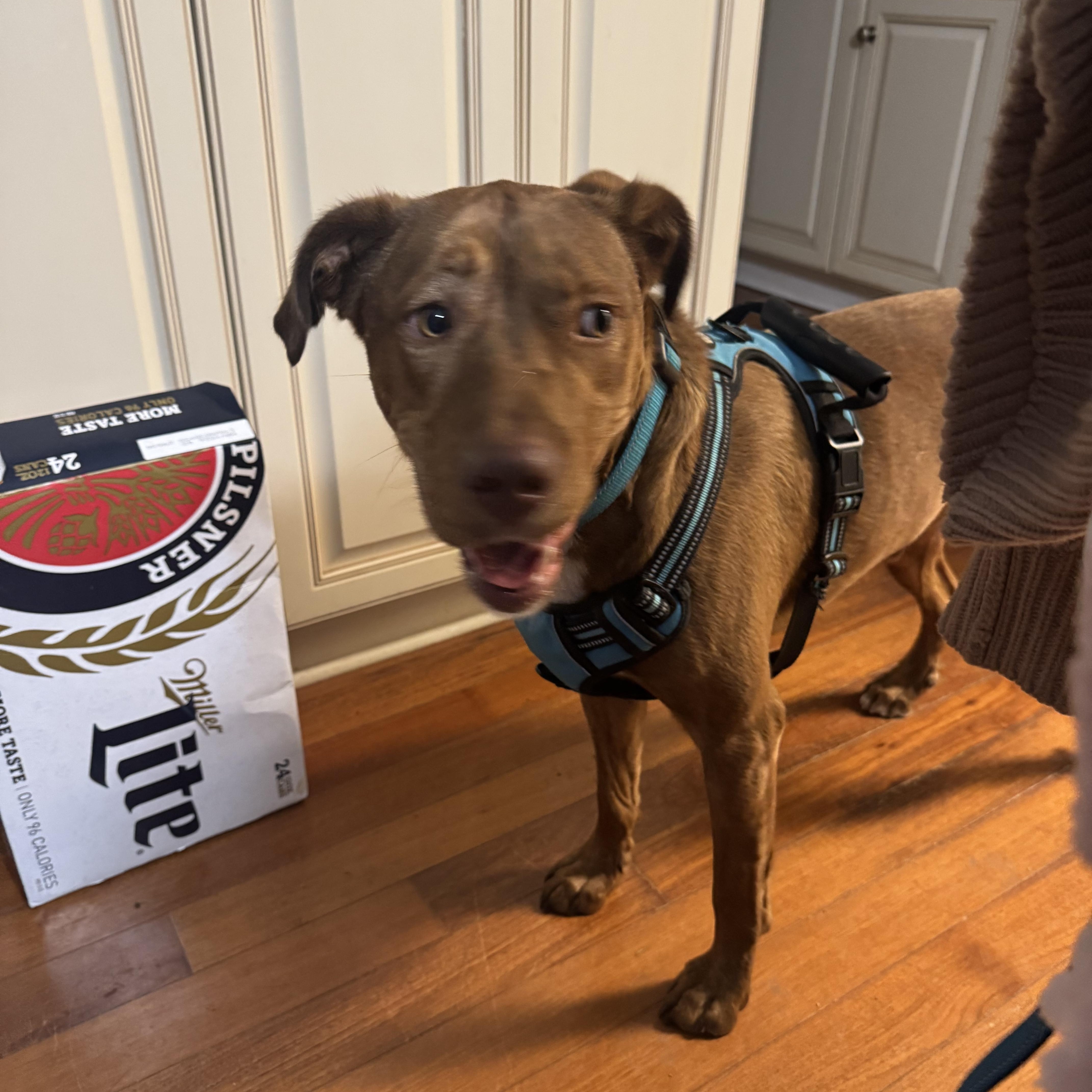 Rusty , ADOPTABLE, Adult Male Irish Terrier & Labrador Retriever.