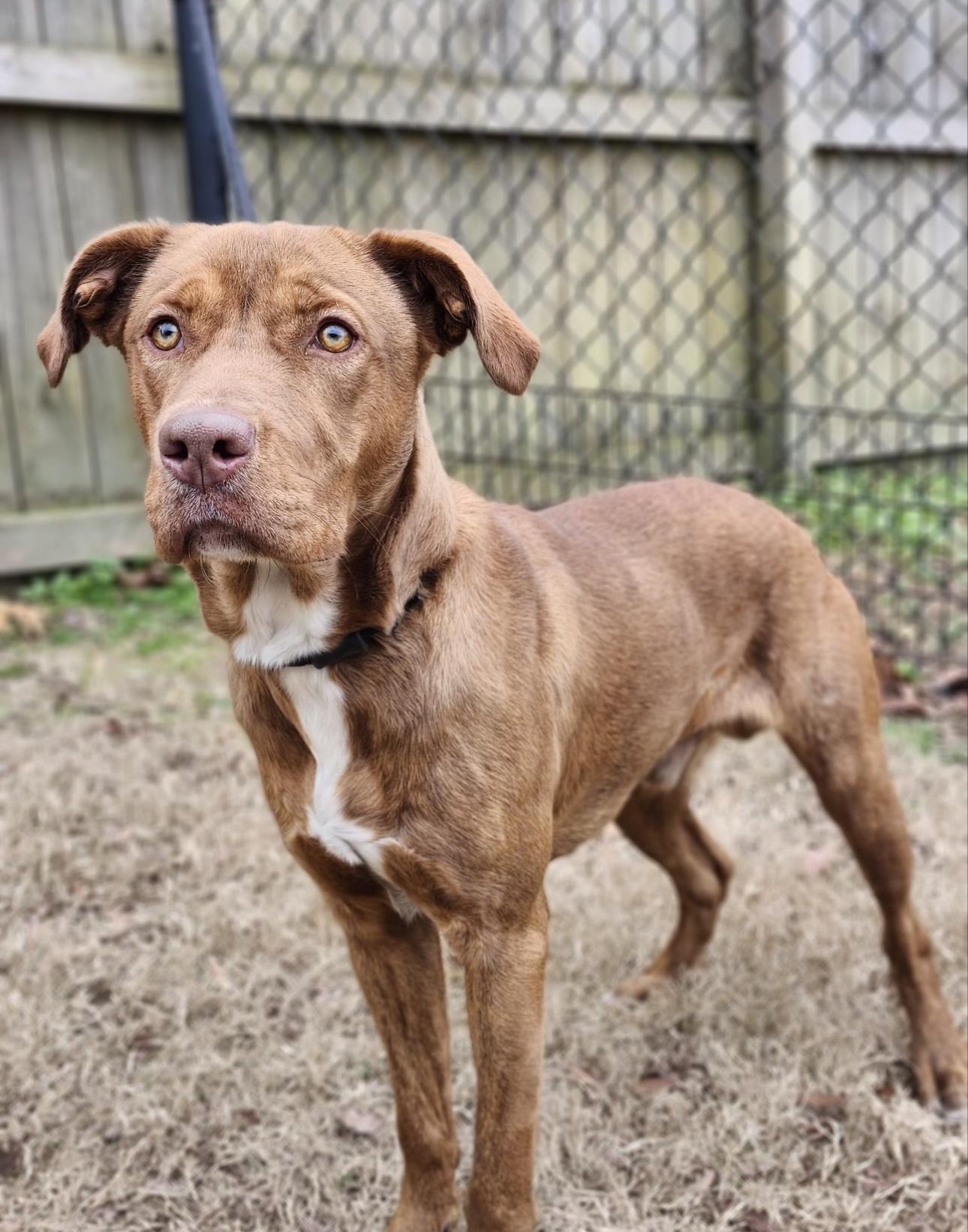 Enlarge Rusty , a ADOPTABLE mixed breed in Huntersville , NC image 4/6